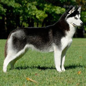 Photo of Sibex Amber Eyes Jamra
