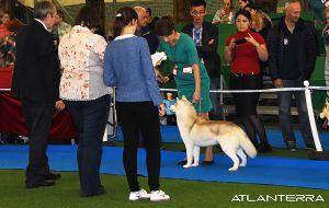 Photo of Atlanterra Golden Girl