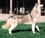 Photo of Wildestar’s Eagle Dancer