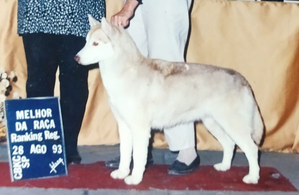 Photo of Vega Star’s Sitka Nahani