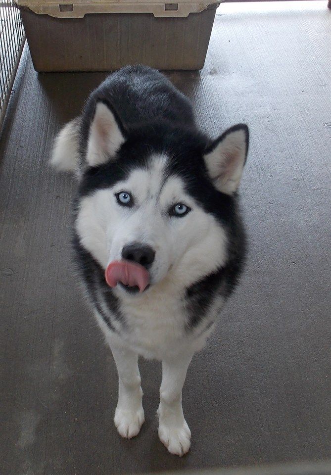 Photo of Bandit Becker of Maxhaven