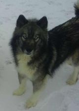 Photo of Black Magic’s Koli Eclipse