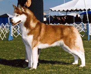 Photo of Kaylenberg’s Codename Lobo