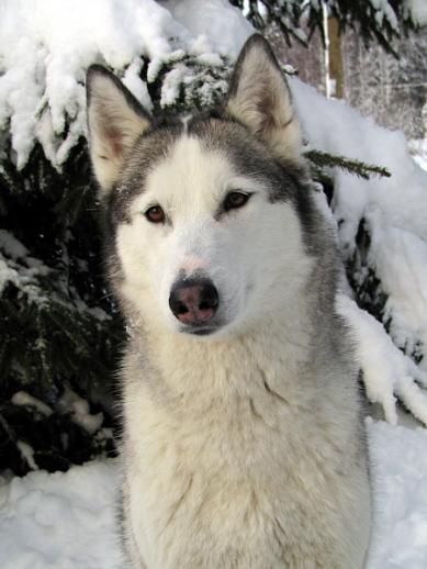Photo of Arctic Soul Utah