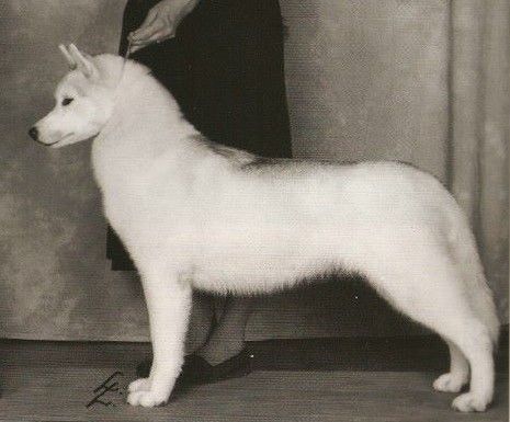 Photo of Nanook’s Nakata Stardust
