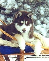Photo of Nuggetuk Thurston Howl