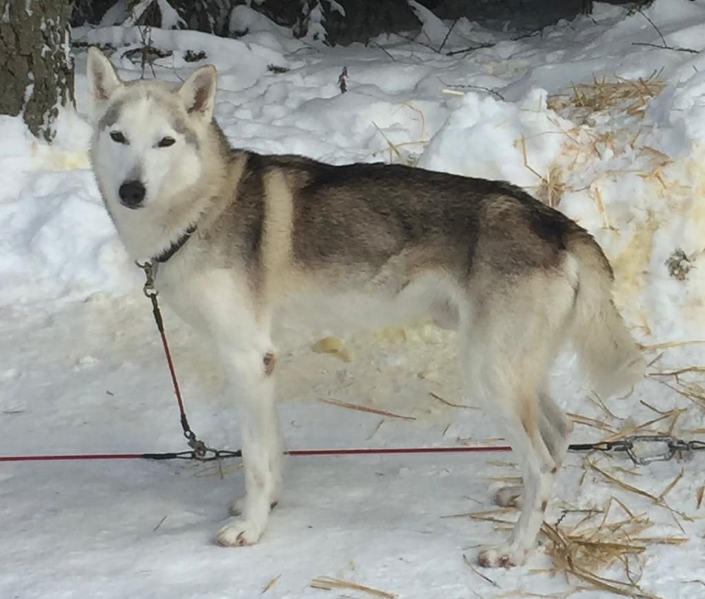 Photo of Dawson ab Canis Polaris