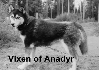 Photo of Alaskan’s Vixen Of Anadyr