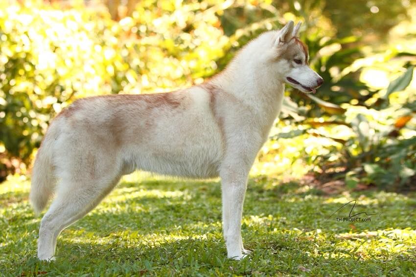 Photo of Nanook Settin’ Tunghat On Fire