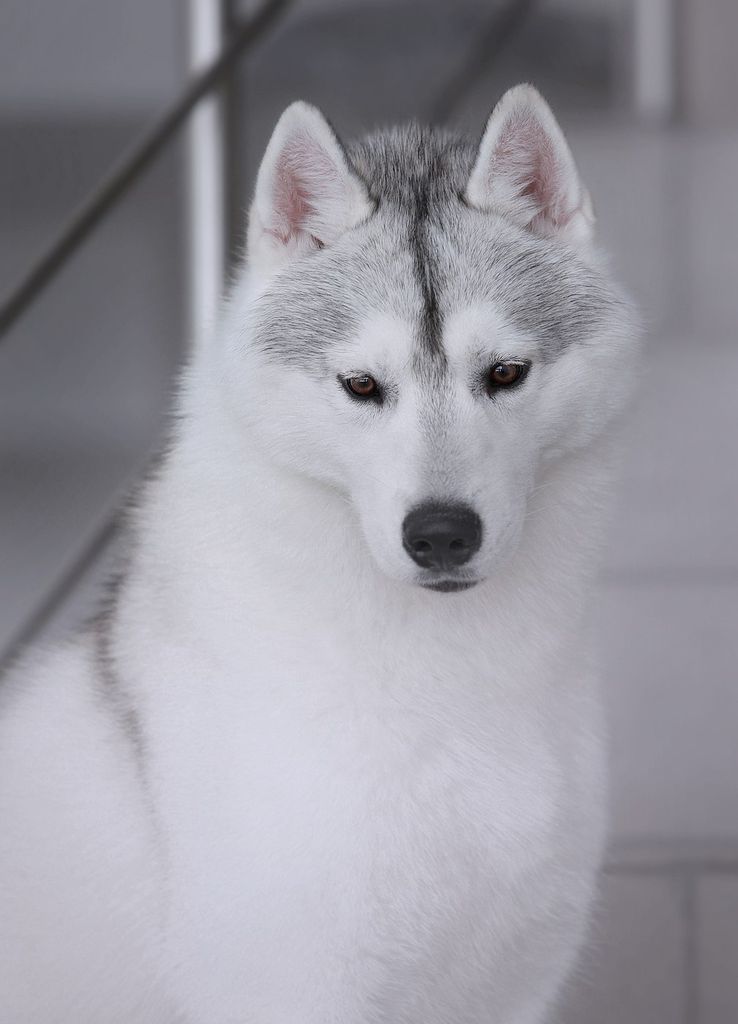 Photo of Frosty Champions Jeronimo