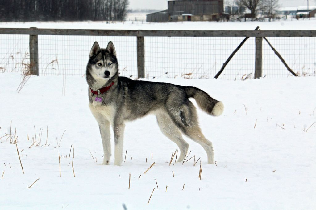 Photo of Nymeria of Glacial Lake