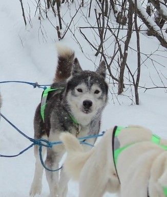Photo of Broken Trail's Titan