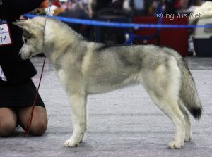 Photo of Arctic Magic Moment Of Temptation