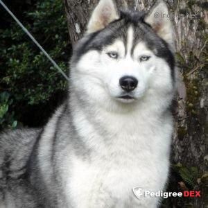 Photo of Gruyangaz Artic Warrior To Promises