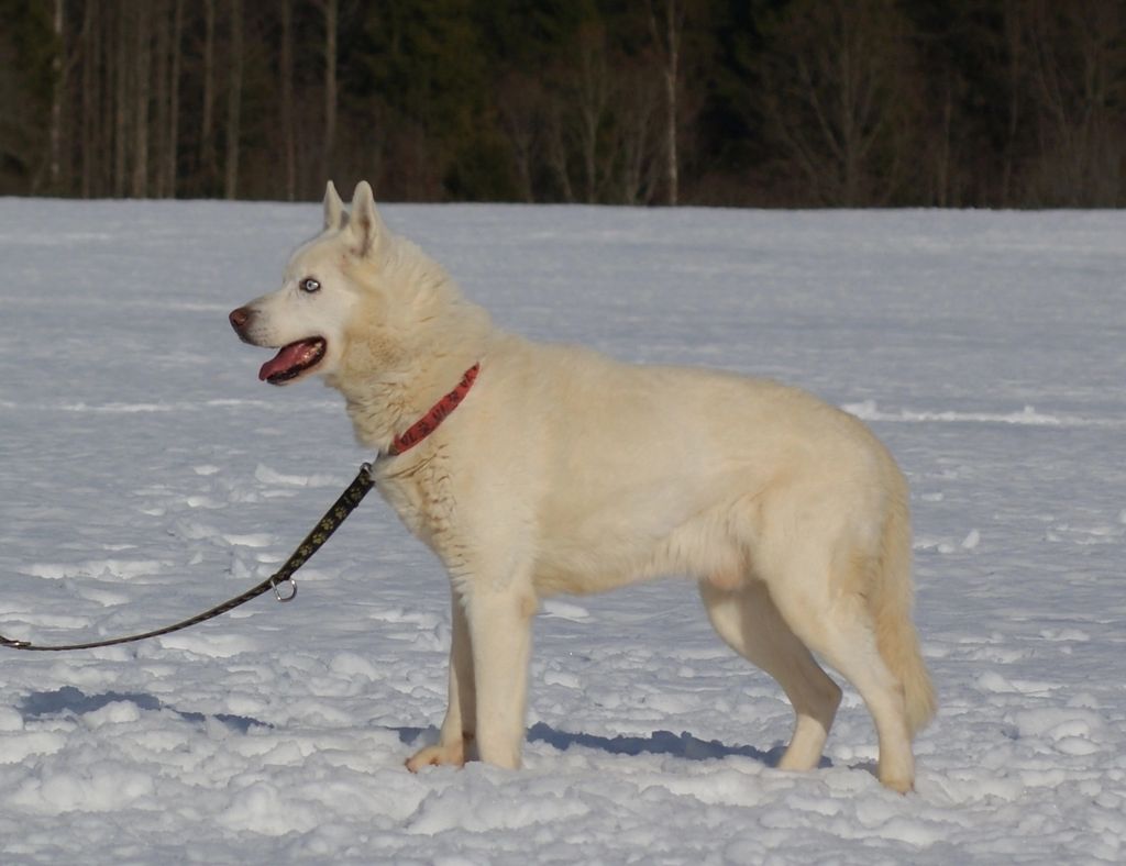Photo of Canuc Begantis Vilkas