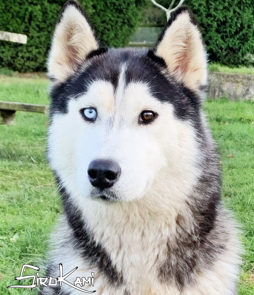 Photo of Serena del Sirokami