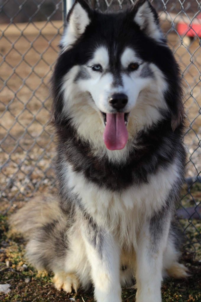 Photo of Ratcliff’s Malakai
