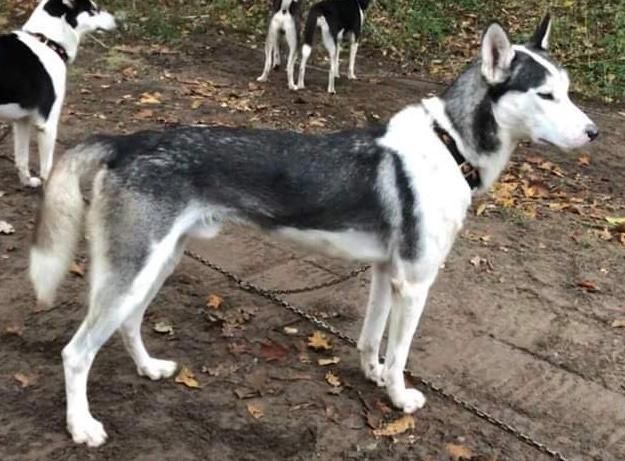 Photo of King of the Trail ab Canis Polaris