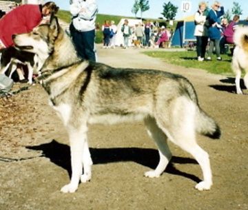 Photo of Arctic Soul Estra