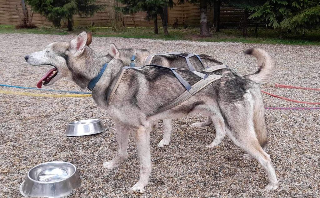 Photo of Charli of Husky Auwinkel