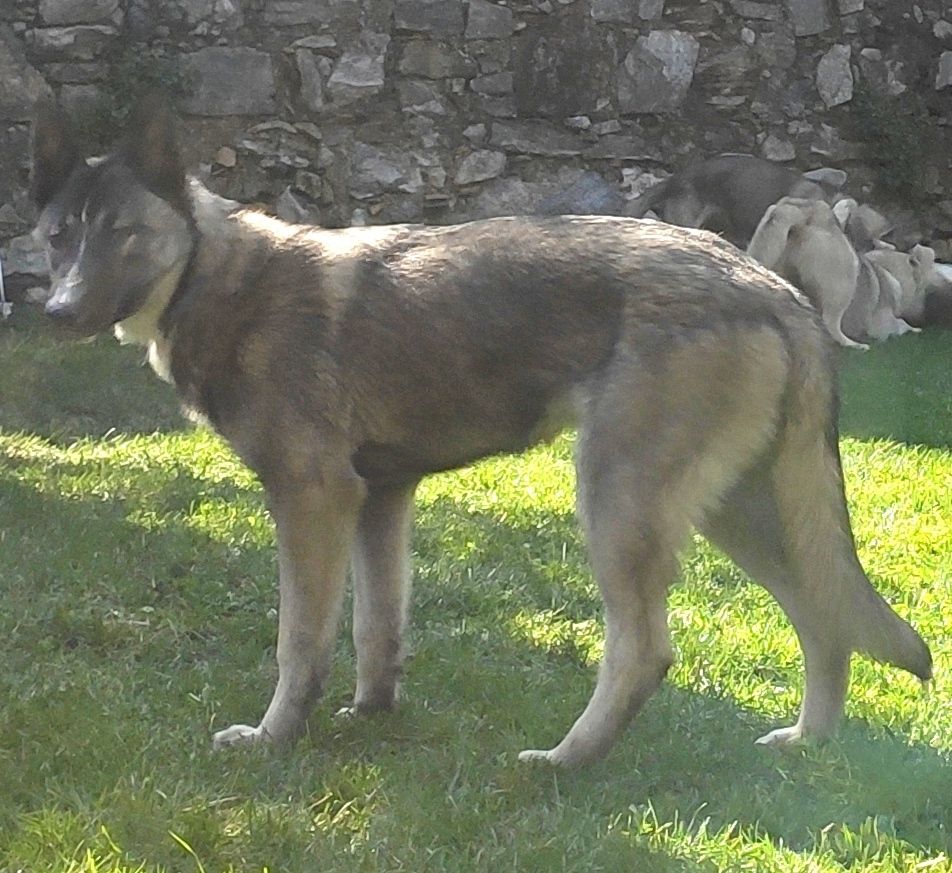 Photo of Durio's Kennel D' Anubi