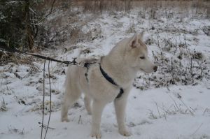 Photo of OlgiVan Show Comanche