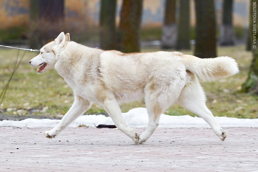 Photo of Husky Haven Isabelle