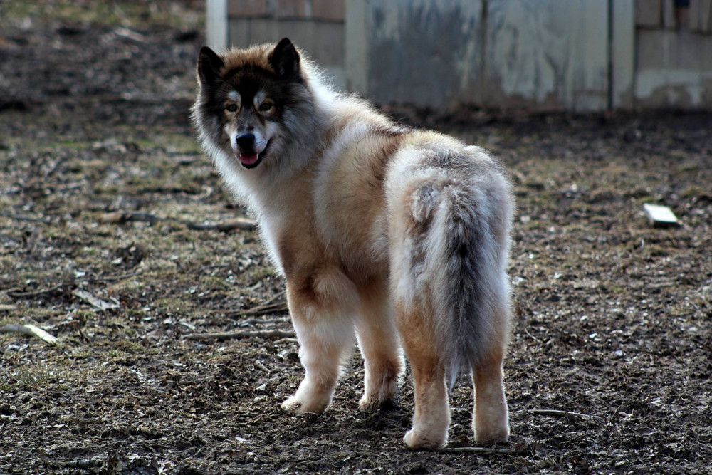 Photo of Novel Siberian’s Winter Wonderland