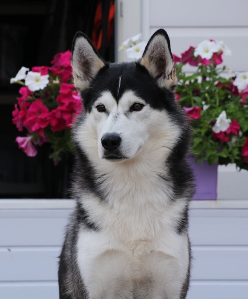 Photo of Nuyvilaq Born To Be Amazing