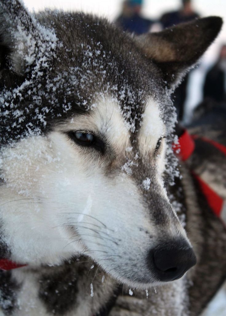 Photo of Snow Star Ivy