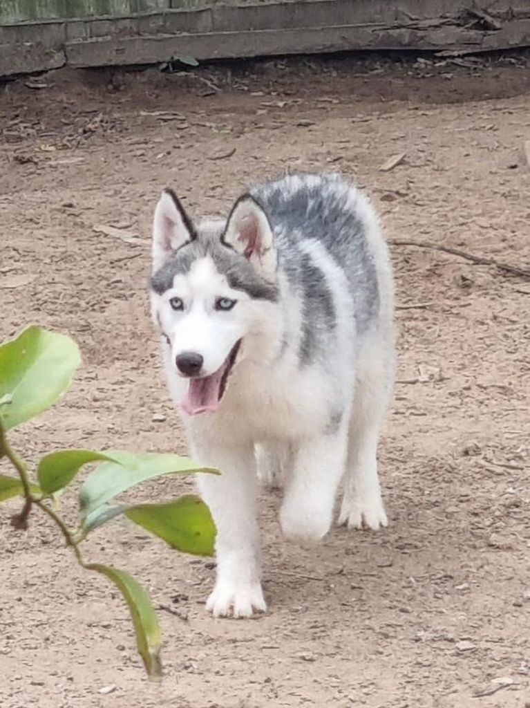 Photo of Dog Siberians Black Nebulosa