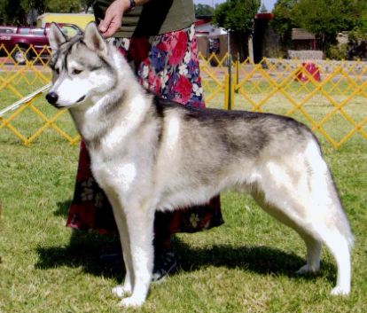 Photo of Debalys Jasper At Zarniva
