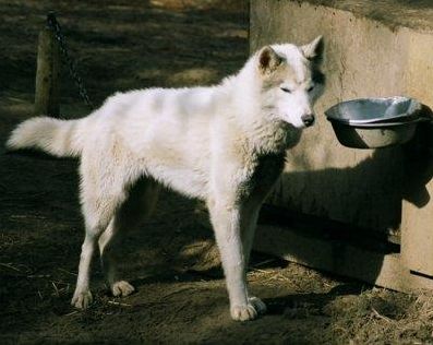 Photo of Alaskan's Pacer of Anadyr