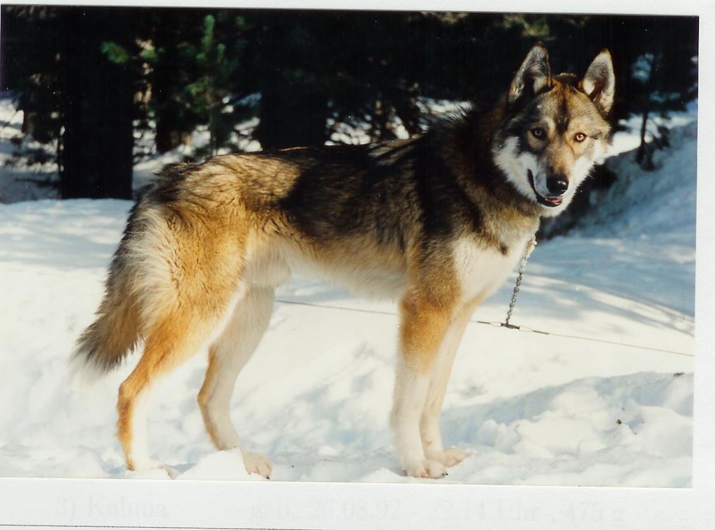 Photo of Polar Speed Peikko