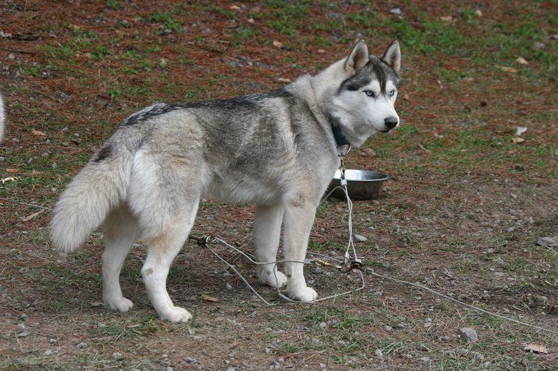 Photo of Niveus's Winter Willow
