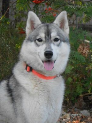 Photo of Arctic Magic Elianor Rigbi