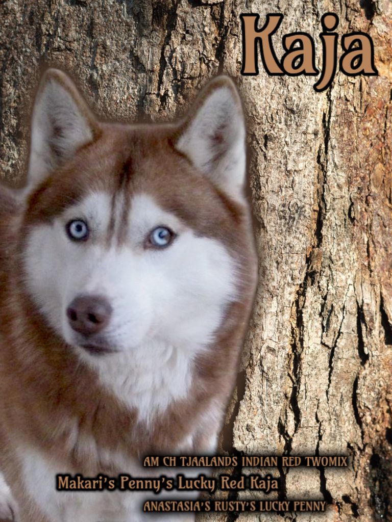 Photo of Makari’s Penny’s Lucky Red Kaja