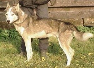 Photo of Trinity Kennel’s O-Boomer