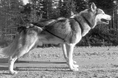 Photo of Nay-La-Chee’s Gonzo Grå