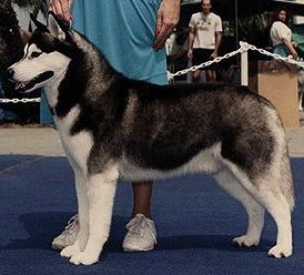 Photo of NeeChee Snowfire Darkshadow