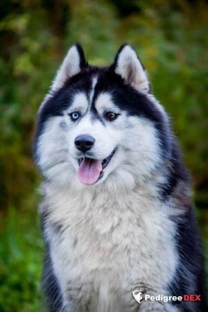 Photo of Demian