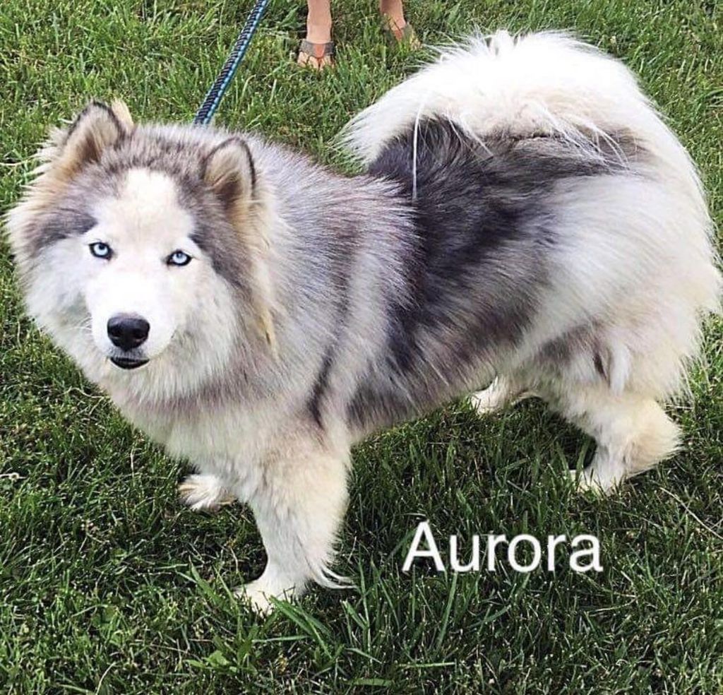 Photo of Wallaces’ Aurora