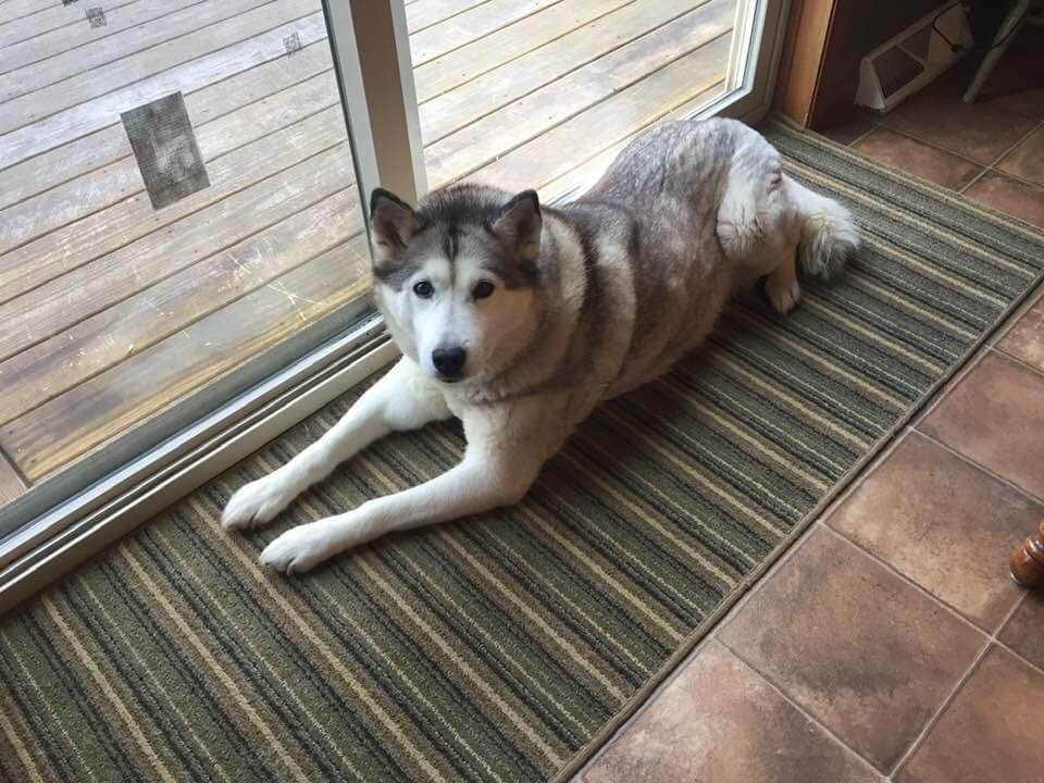 Photo of Sibersong’s Zoey