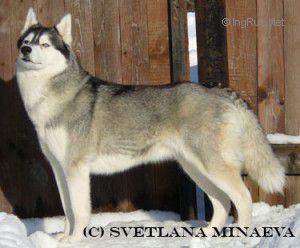 Photo of Husky Haven Uma Thurman