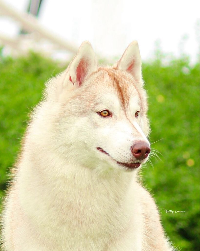 Photo of Ataksak Siberians Chanel