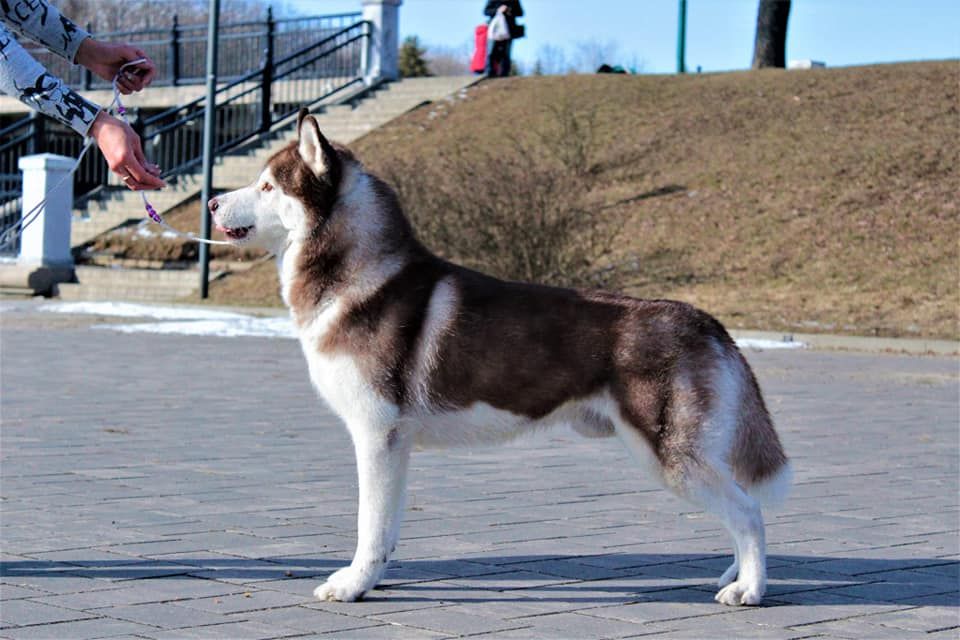Photo of Damien Thorn Pride of Siberia