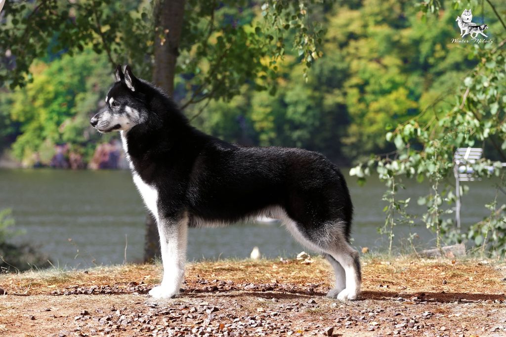 Photo of INDUS Sachem’s Dream