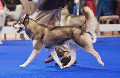 Photo of Demavand's Amorok Dakota