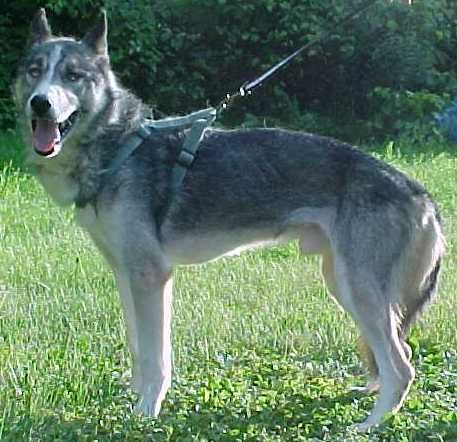 Photo of Howling Spirits Scooby