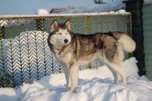 Photo of Egdal' S Goluboy Zvezdy